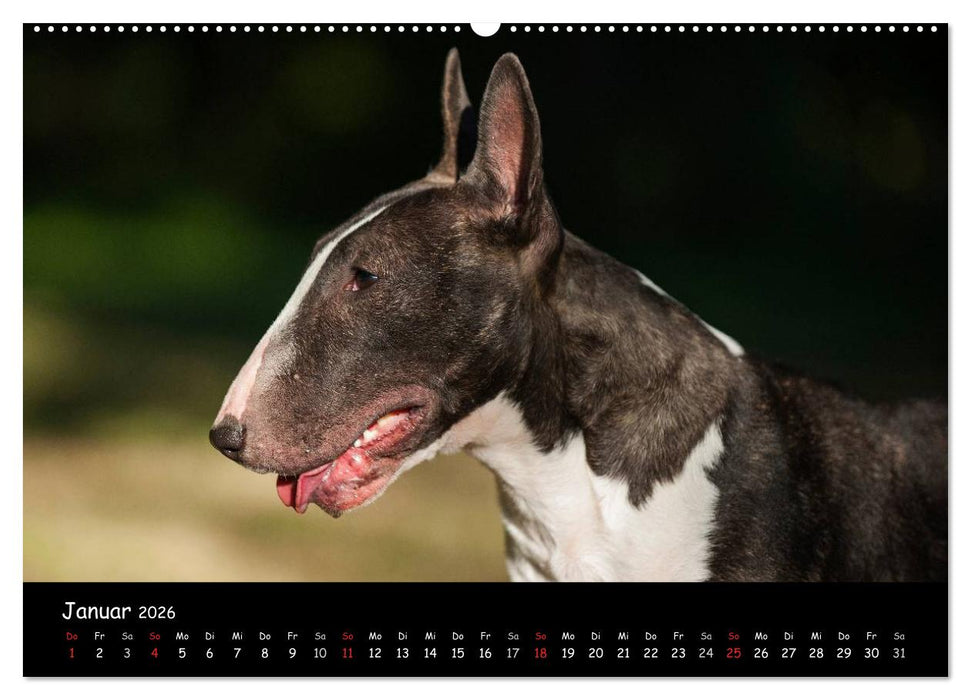 Bullterrier (CALVENDO Wandkalender 2026)