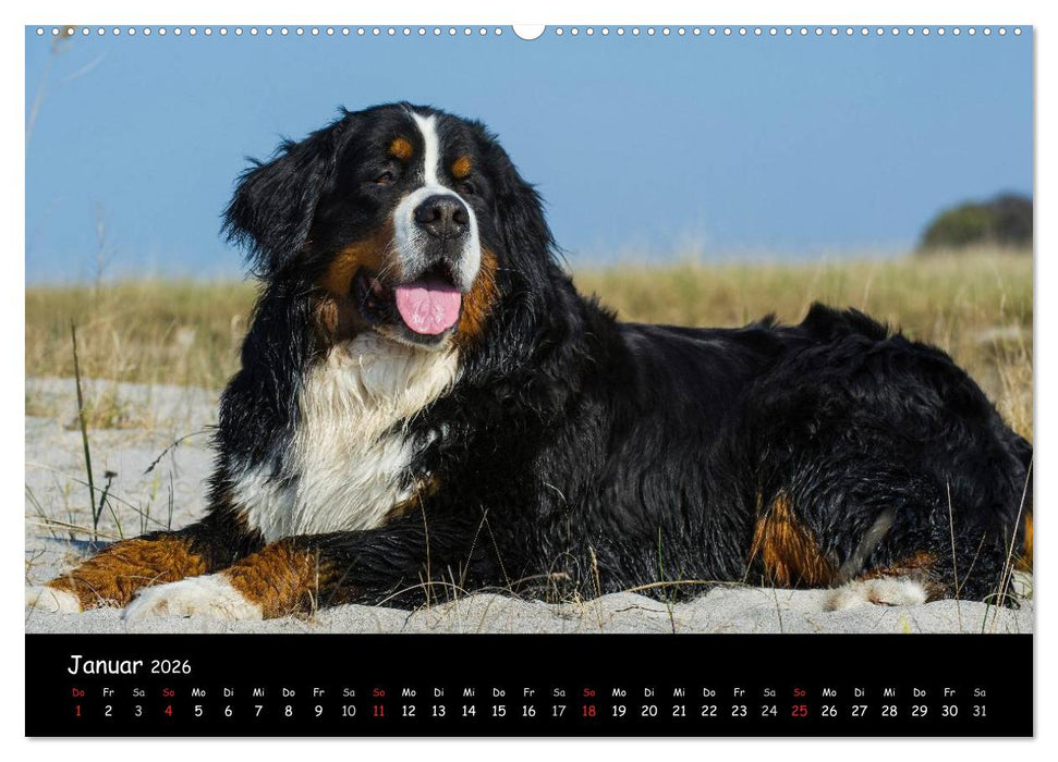 Berner Sennenhund 2026 (CALVENDO Premium Wandkalender 2026)