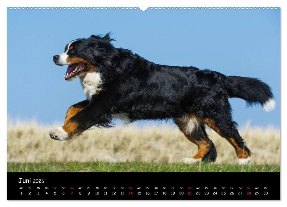 Berner Sennenhund 2026 (CALVENDO Premium Wandkalender 2026)
