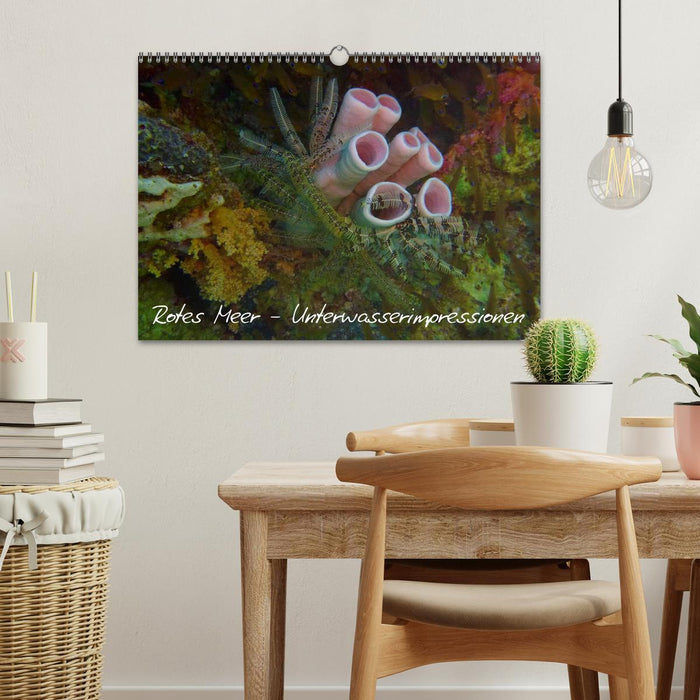Rotes Meer - Unterwasserimpressionen (CALVENDO Wandkalender 2026)