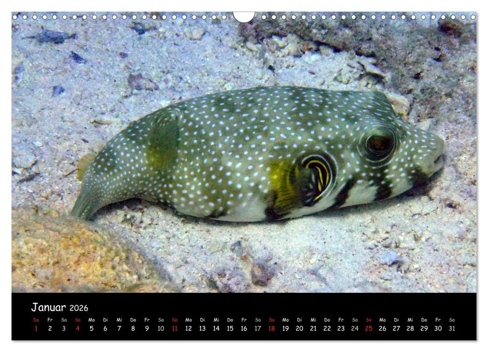 Rotes Meer - Unterwasserimpressionen (CALVENDO Wandkalender 2026)