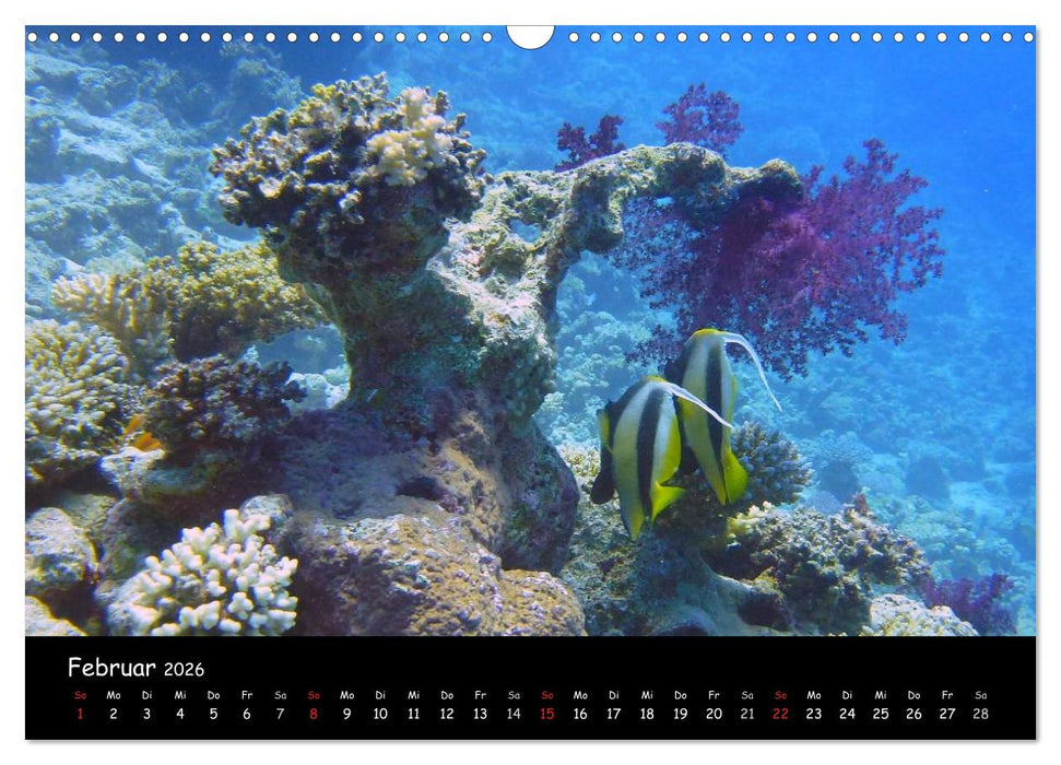 Rotes Meer - Unterwasserimpressionen (CALVENDO Wandkalender 2026)