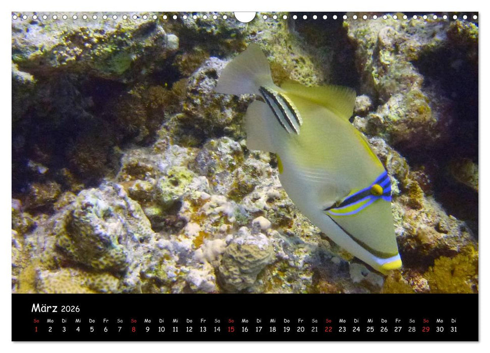Rotes Meer - Unterwasserimpressionen (CALVENDO Wandkalender 2026)