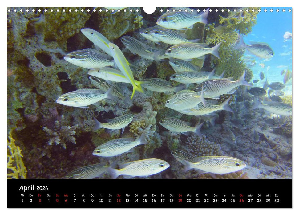 Rotes Meer - Unterwasserimpressionen (CALVENDO Wandkalender 2026)