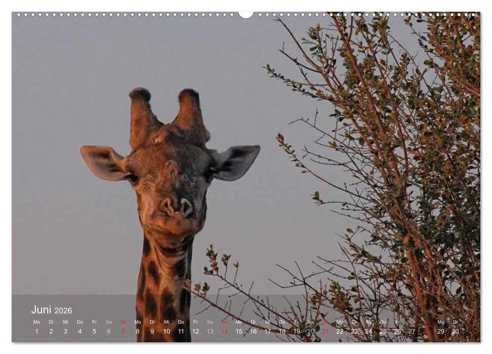 Zimbabwe (CALVENDO Wandkalender 2026)