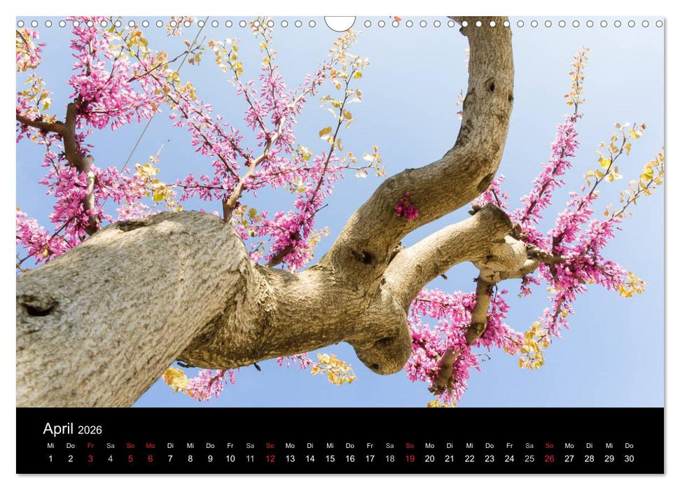 Insel Ischia (CALVENDO Wandkalender 2026)