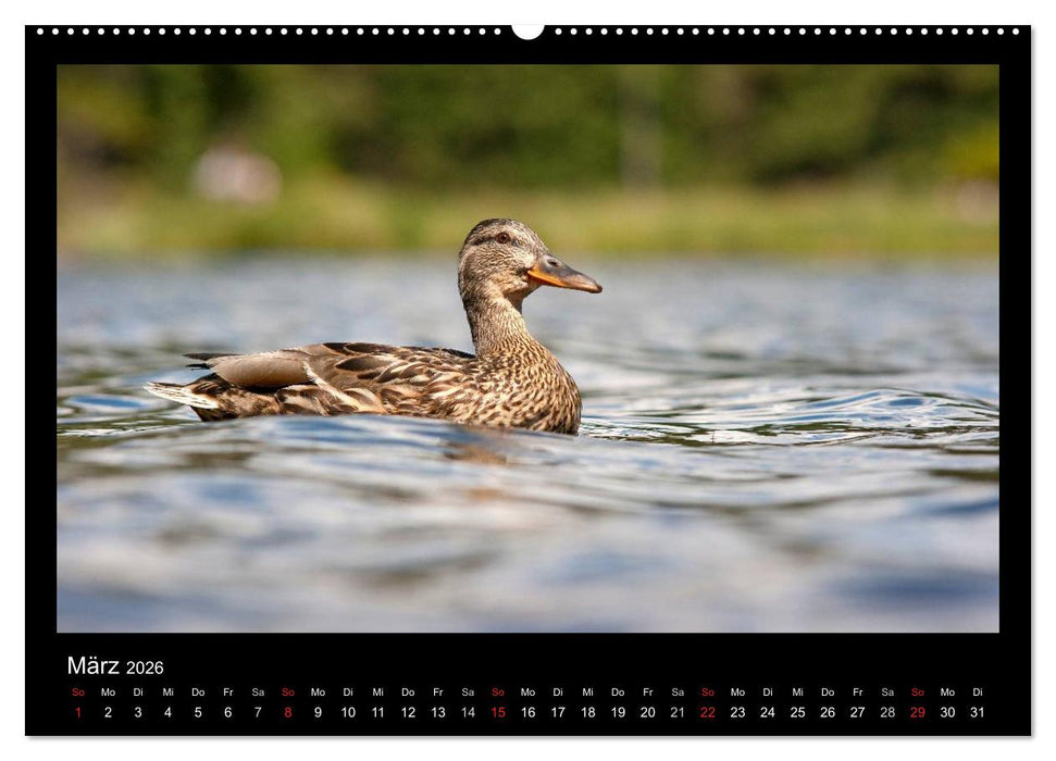 Natur erleben... (CALVENDO Premium Wandkalender 2026)