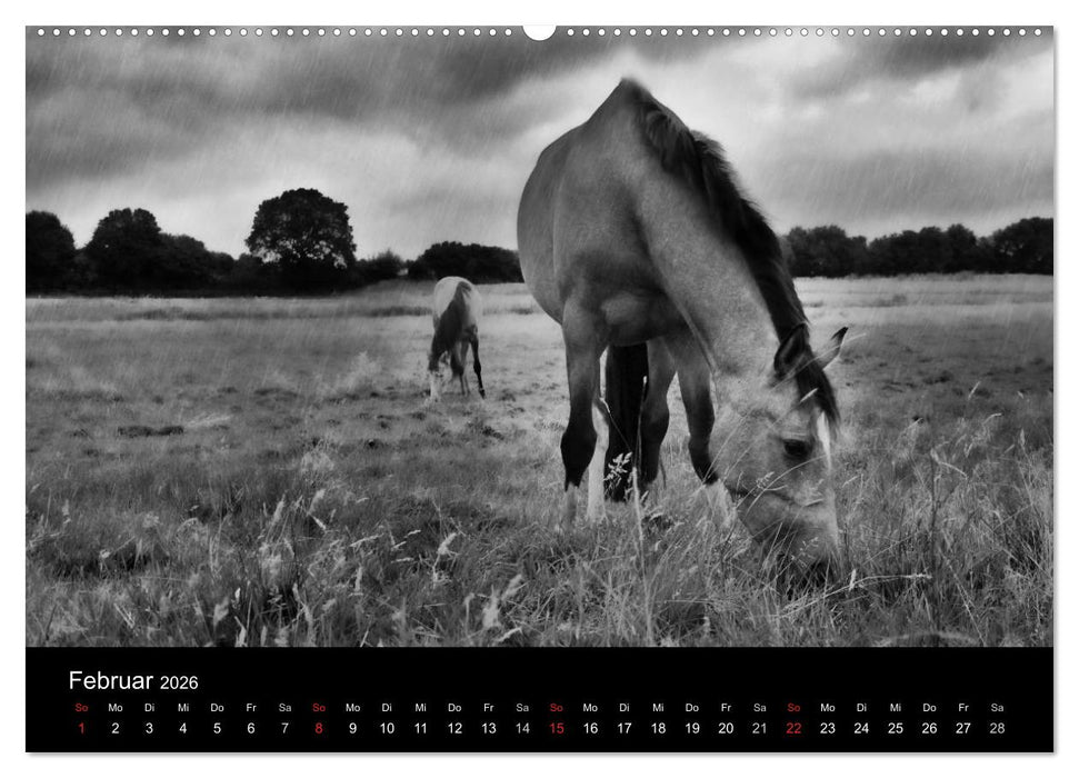 Pferde 2026 Wild Thing (CALVENDO Wandkalender 2026)