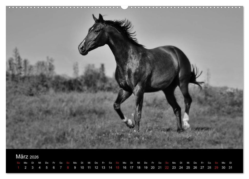 Pferde 2026 Wild Thing (CALVENDO Wandkalender 2026)