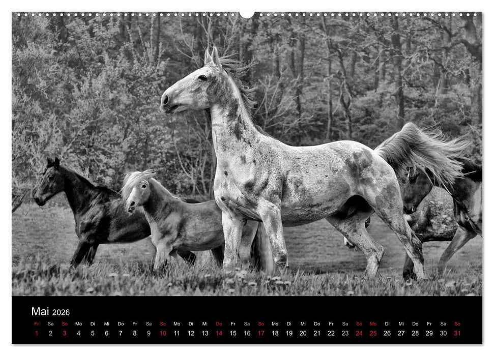 Pferde 2026 Wild Thing (CALVENDO Wandkalender 2026)