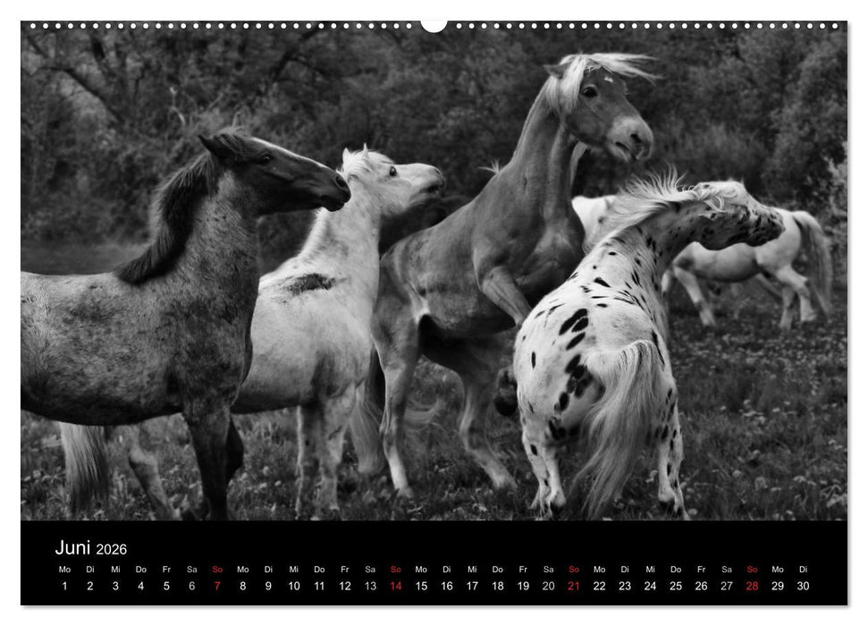 Pferde 2026 Wild Thing (CALVENDO Wandkalender 2026)