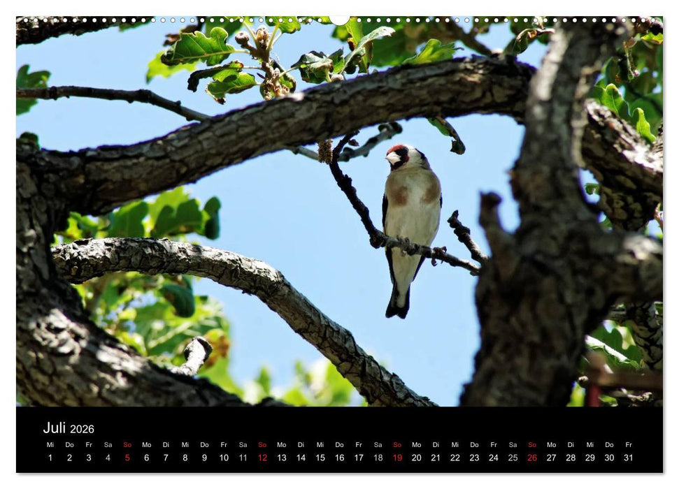 Kalabrien: Wo die Sonne Urlaub macht (CALVENDO Premium Wandkalender 2026)