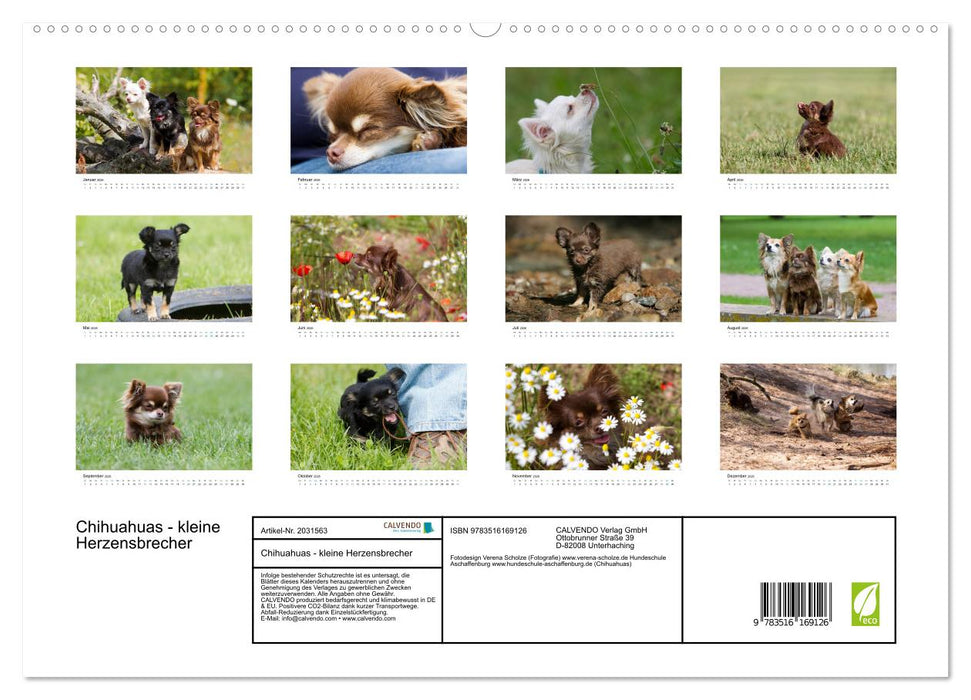 Chihuahuas - kleine Herzensbrecher (CALVENDO Premium Wandkalender 2026)