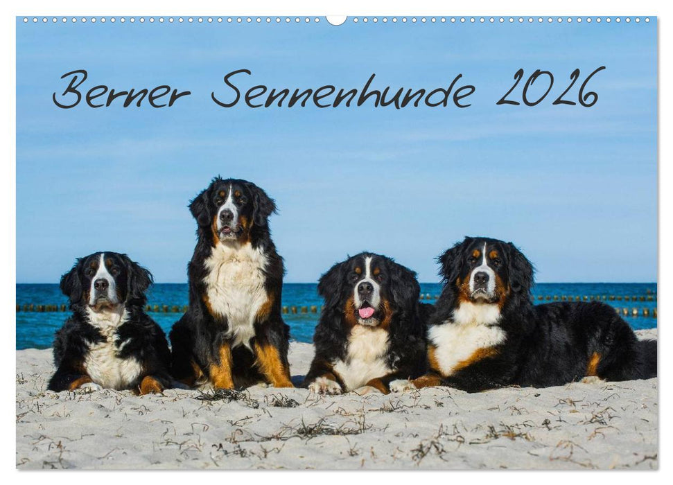 Berner Sennenhund 2026 (CALVENDO Wandkalender 2026)