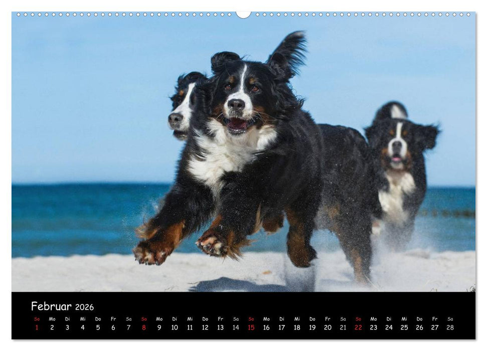 Berner Sennenhund 2026 (CALVENDO Wandkalender 2026)