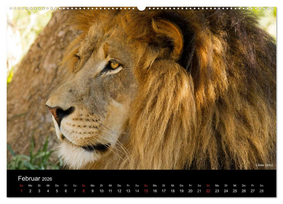 Raubkatzen (CALVENDO Premium Wandkalender 2026)