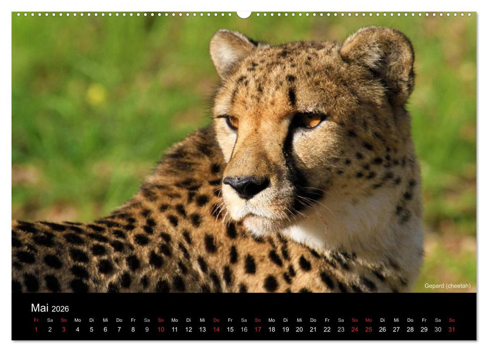 Raubkatzen (CALVENDO Premium Wandkalender 2026)