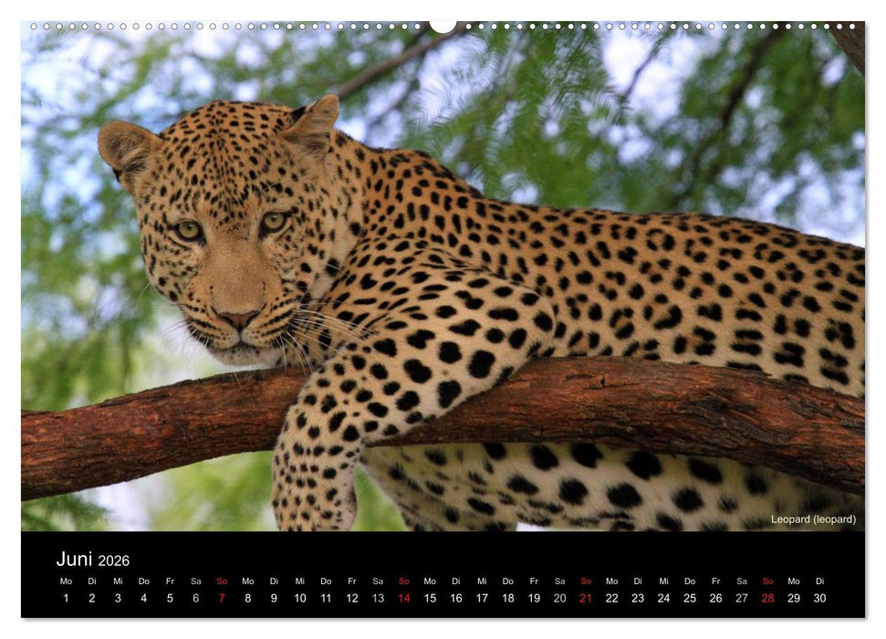 Raubkatzen (CALVENDO Premium Wandkalender 2026)