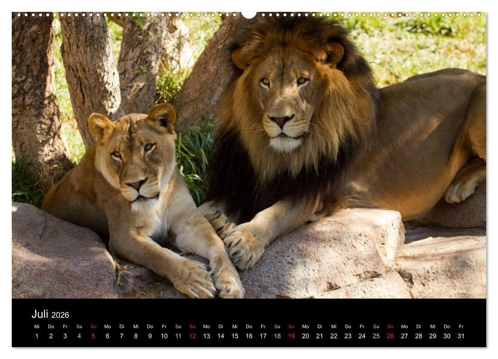 Raubkatzen (CALVENDO Premium Wandkalender 2026)