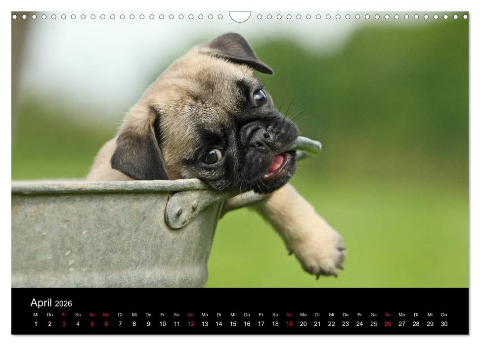 Der MOPS-Kalender (CALVENDO Wandkalender 2026)