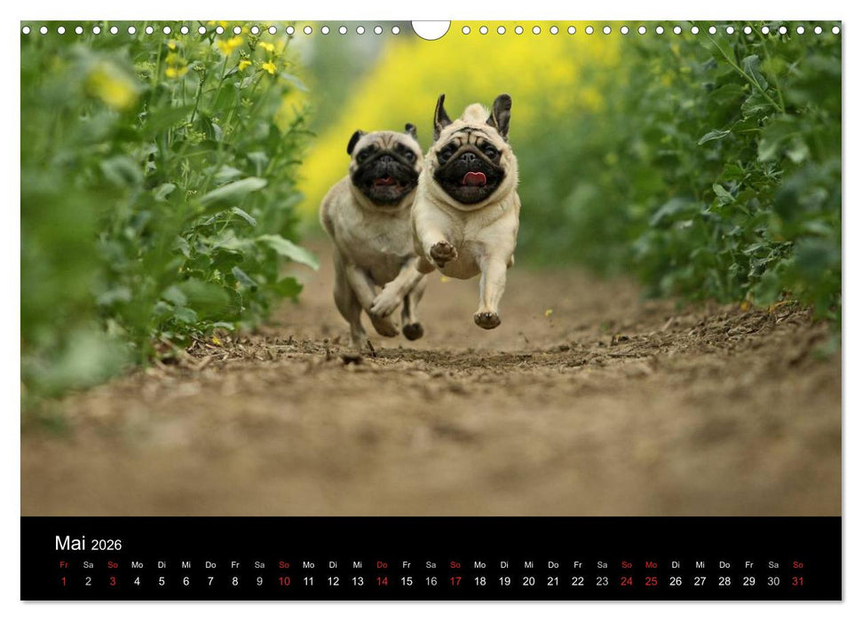 Der MOPS-Kalender (CALVENDO Wandkalender 2026)