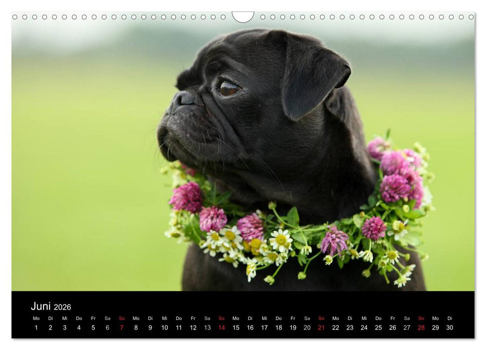 Der MOPS-Kalender (CALVENDO Wandkalender 2026)