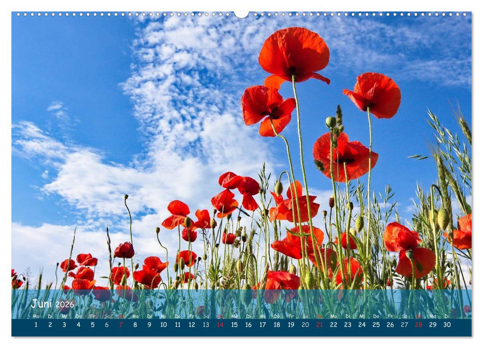 Mohnträume (CALVENDO Premium Wandkalender 2026)