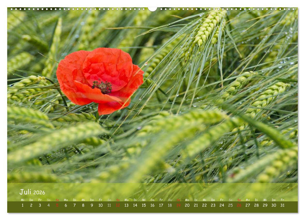 Mohnträume (CALVENDO Premium Wandkalender 2026)