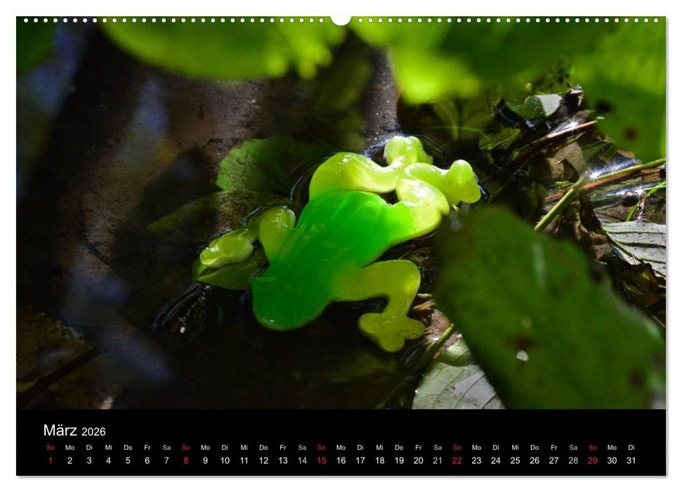 Die Welt der Fruchtgummis (CALVENDO Premium Wandkalender 2026)