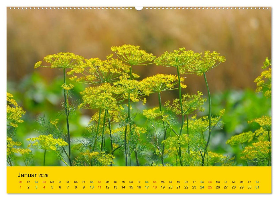 Heil- und Küchenkräuter (CALVENDO Premium Wandkalender 2026)