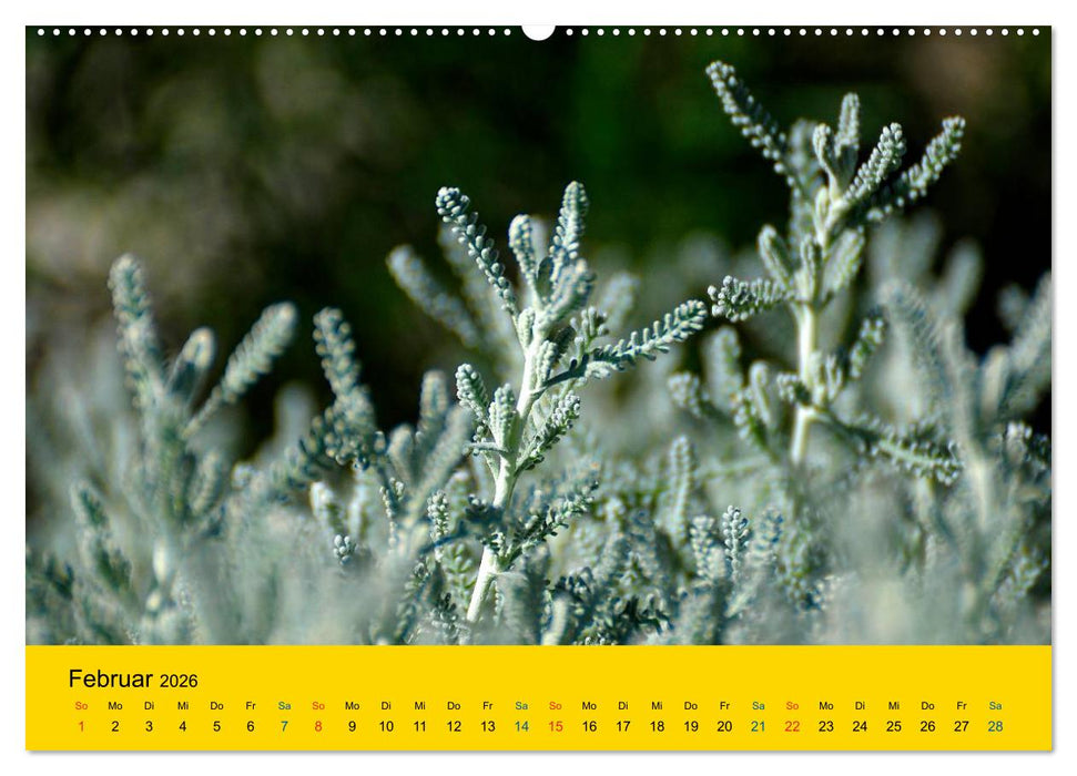 Heil- und Küchenkräuter (CALVENDO Premium Wandkalender 2026)