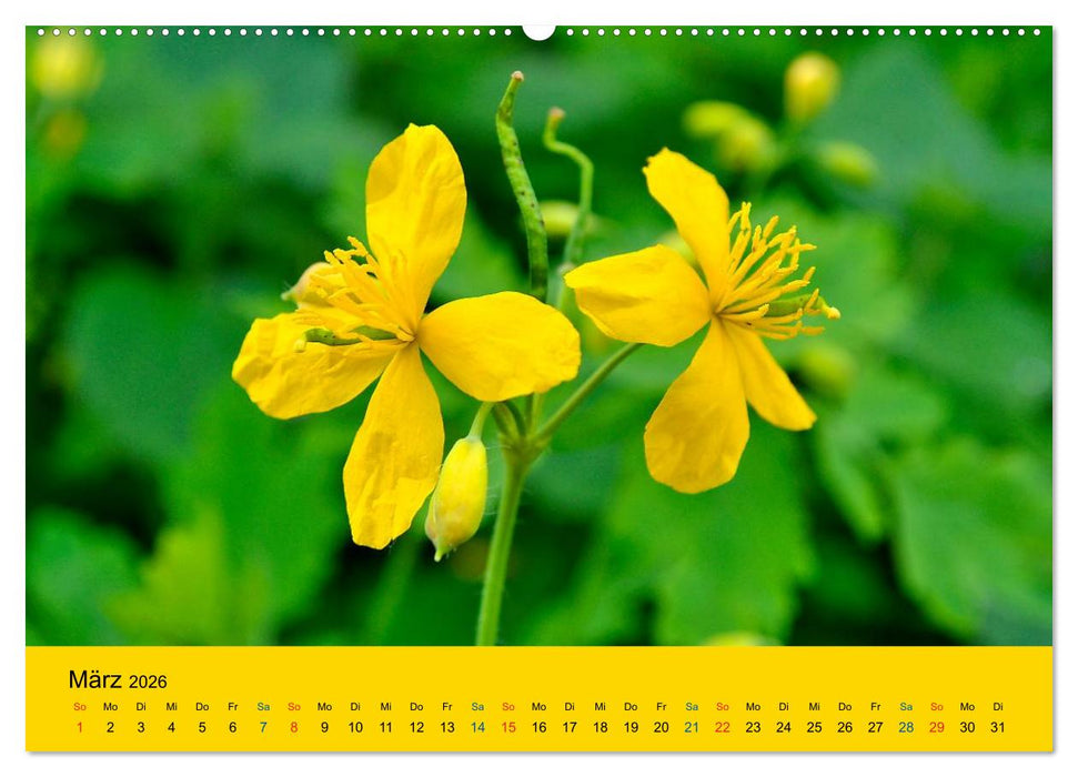 Heil- und Küchenkräuter (CALVENDO Premium Wandkalender 2026)