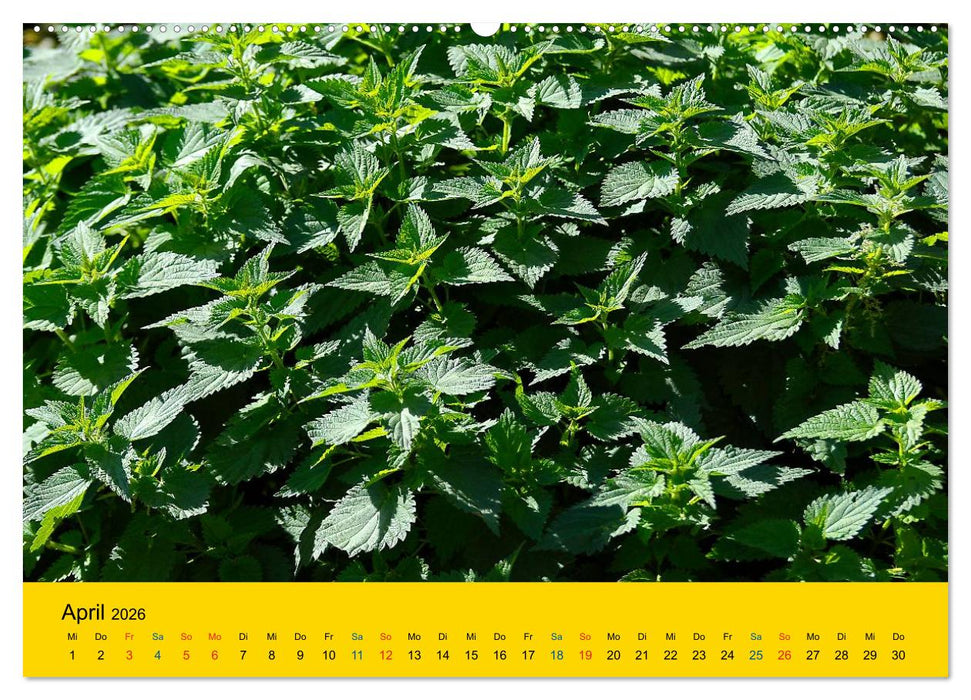 Heil- und Küchenkräuter (CALVENDO Premium Wandkalender 2026)