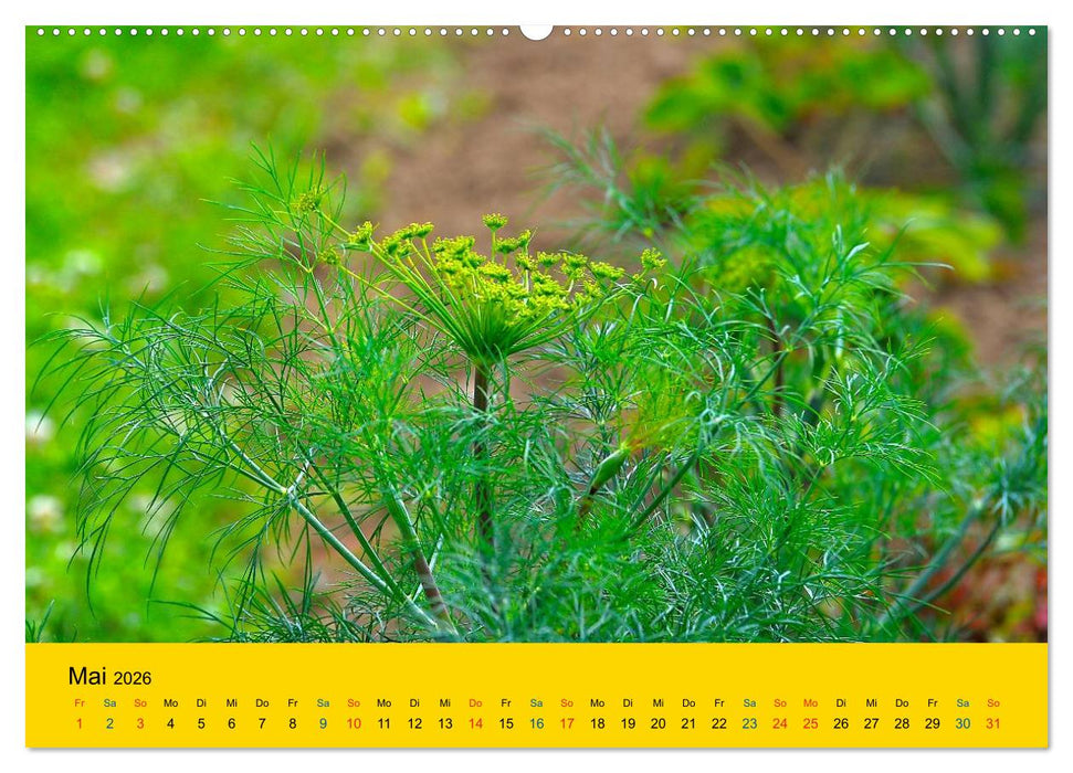 Heil- und Küchenkräuter (CALVENDO Premium Wandkalender 2026)