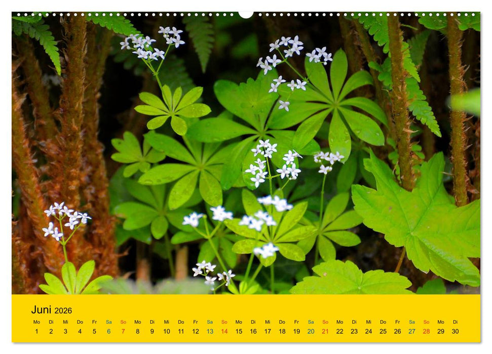 Heil- und Küchenkräuter (CALVENDO Premium Wandkalender 2026)