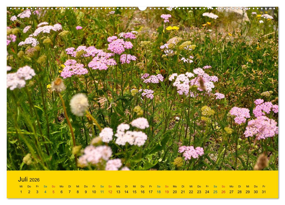 Heil- und Küchenkräuter (CALVENDO Premium Wandkalender 2026)