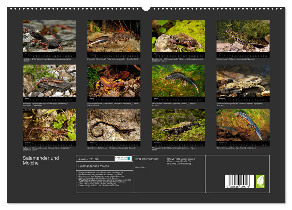 Salamander und Molche (CALVENDO Premium Wandkalender 2026)