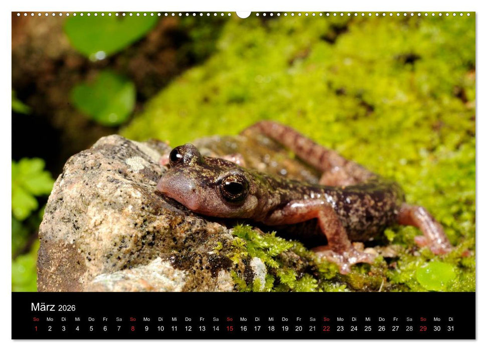 Salamander und Molche (CALVENDO Premium Wandkalender 2026)
