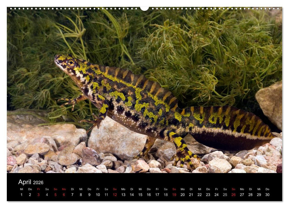 Salamander und Molche (CALVENDO Premium Wandkalender 2026)