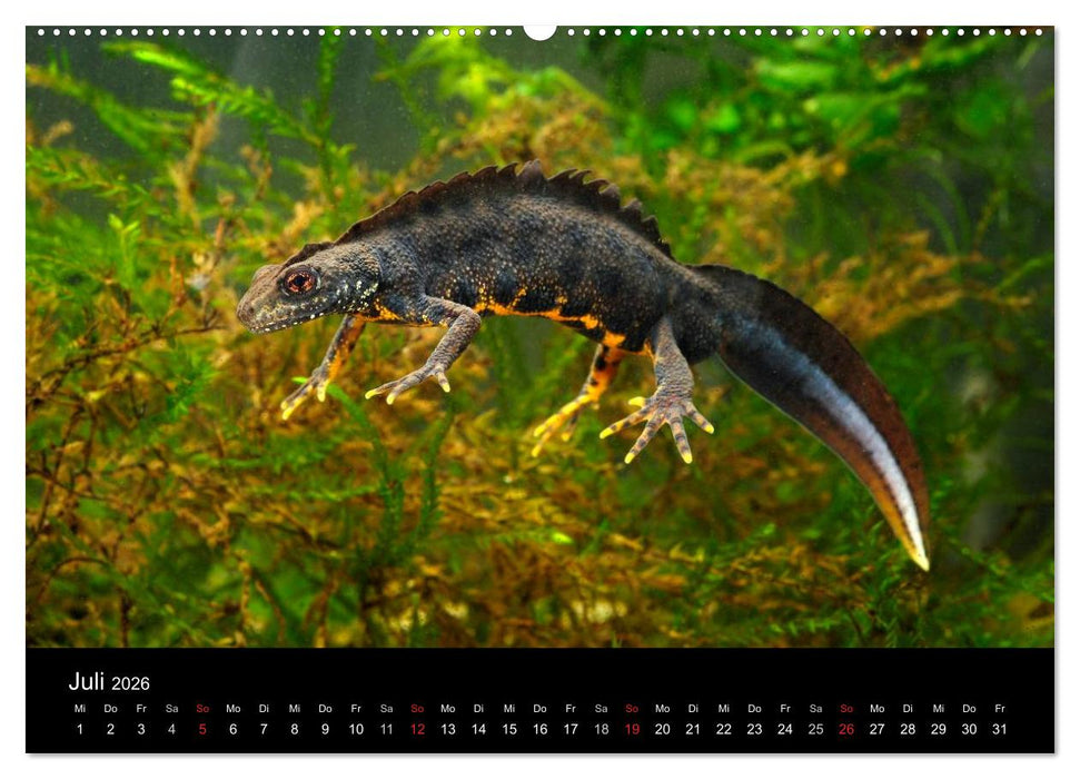 Salamander und Molche (CALVENDO Premium Wandkalender 2026)