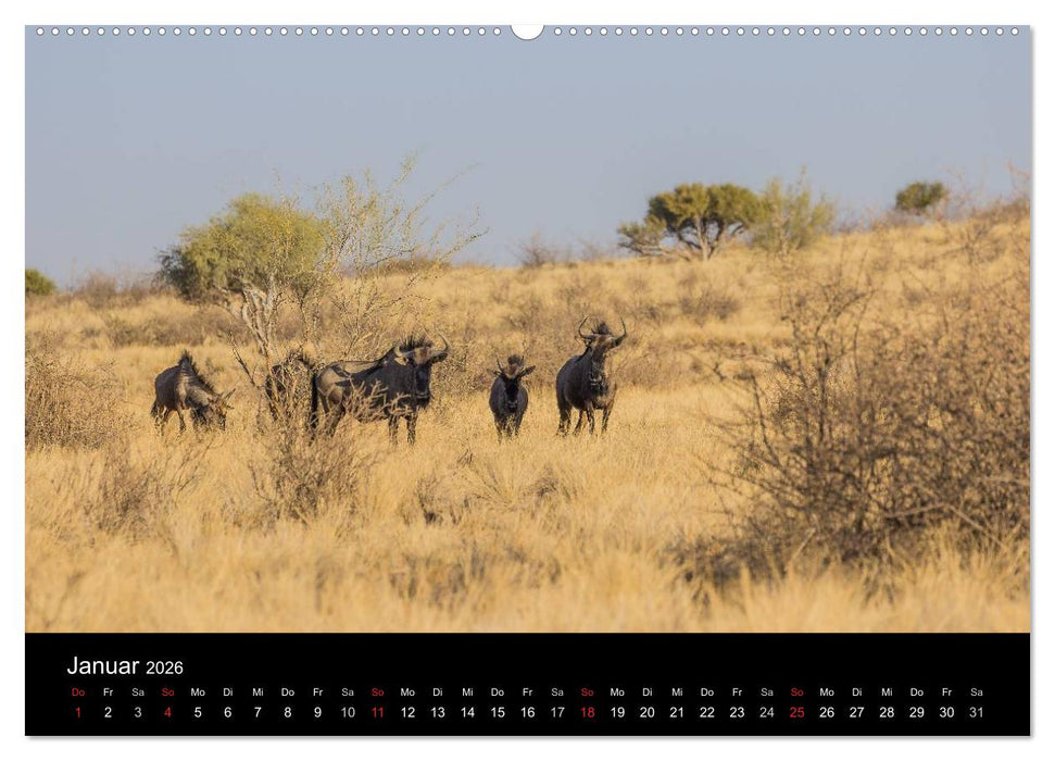 Wunderschönes Namibia (CALVENDO Premium Wandkalender 2026)