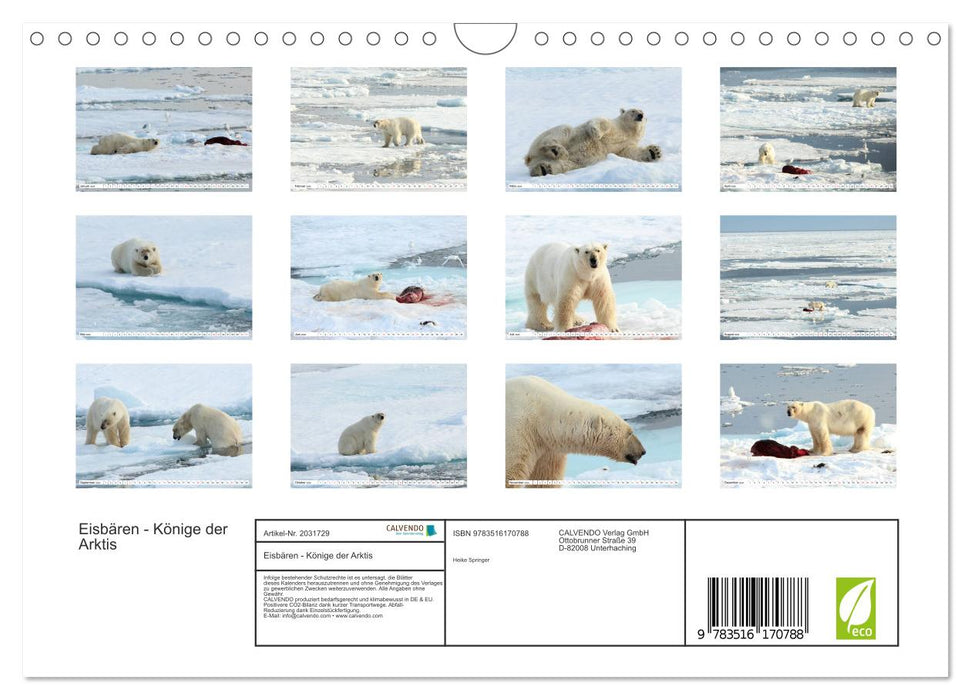 Eisbären - Könige der Arktis (CALVENDO Wandkalender 2026)