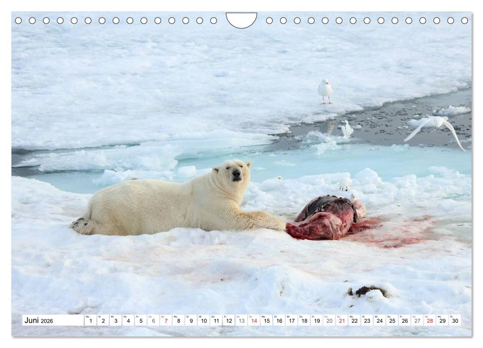 Eisbären - Könige der Arktis (CALVENDO Wandkalender 2026)