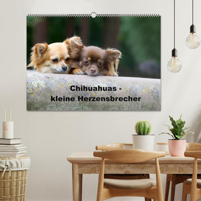 Chihuahuas - kleine Herzensbrecher (CALVENDO Wandkalender 2026)
