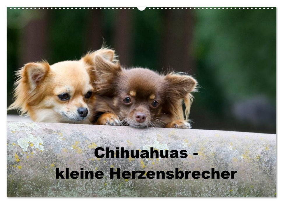 Chihuahuas - kleine Herzensbrecher (CALVENDO Wandkalender 2026)