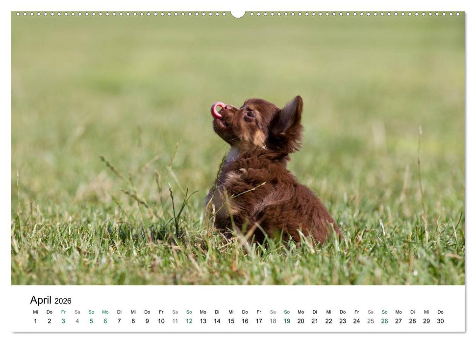 Chihuahuas - kleine Herzensbrecher (CALVENDO Wandkalender 2026)