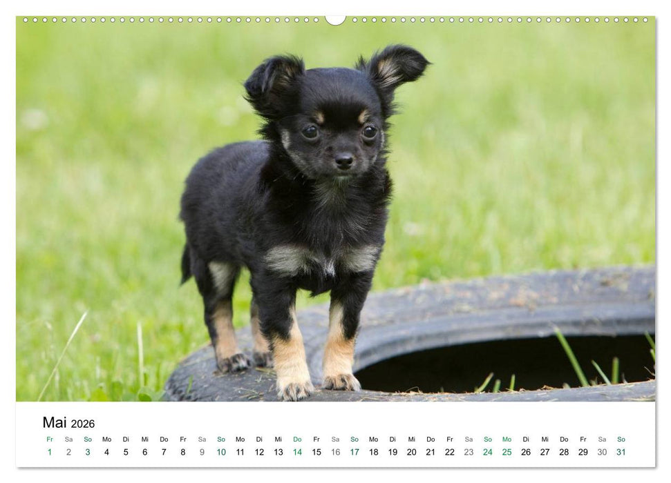 Chihuahuas - kleine Herzensbrecher (CALVENDO Wandkalender 2026)