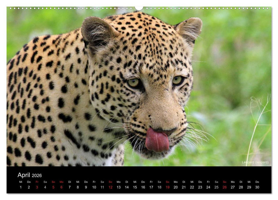 Raubkatzen (CALVENDO Wandkalender 2026)