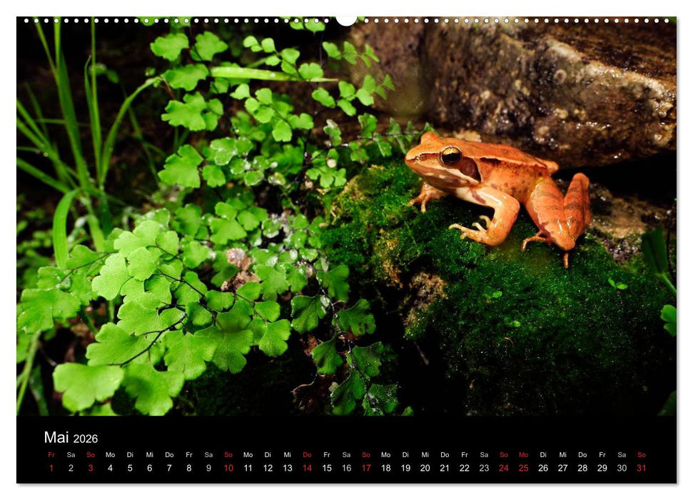Frösche (CALVENDO Wandkalender 2026)