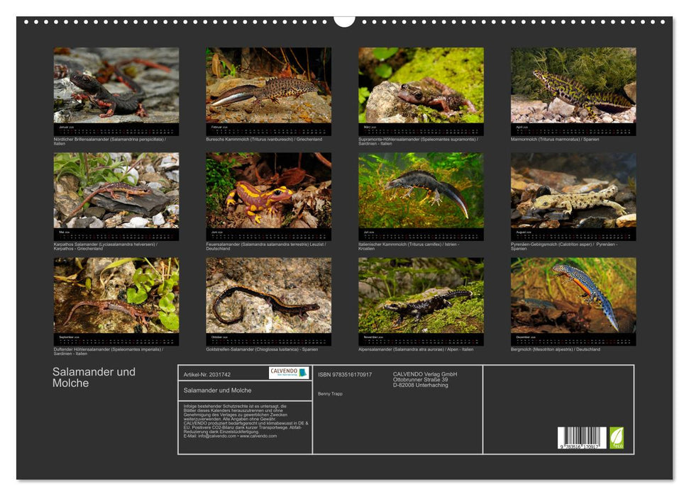 Salamander und Molche (CALVENDO Wandkalender 2026)